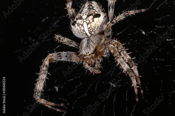 Obraz The spider sits on the web. Close-up. Macro