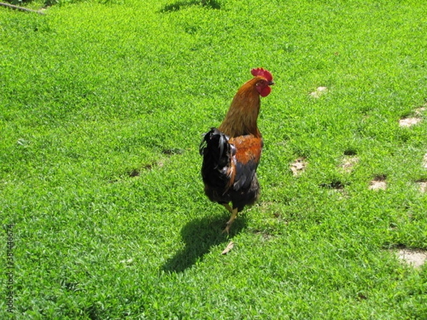Obraz Rooster in the meadow