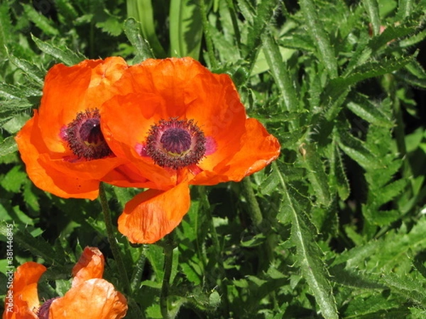Obraz Two poppies