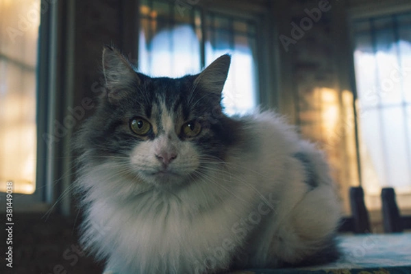 Fototapeta Cat in the Table