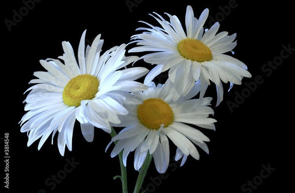 Fototapeta camomiles