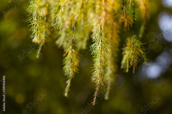 Fototapeta Real natural backround: green and yellow larch branches iluminated by sunlight. Beautiful autumn day