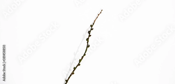 Fototapeta Minimal autumn composition. Brunch Still life. Fall winter concept.  Fall winter white space