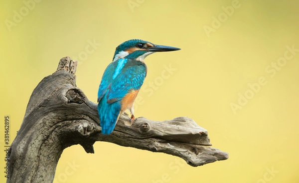 Obraz  Eisvogel alcedo atthis kingfisher 