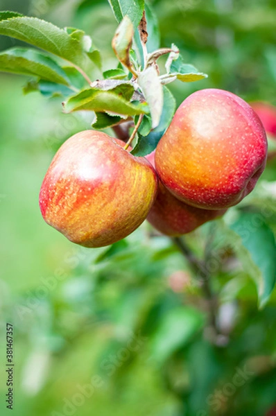 Obraz apples on a branch