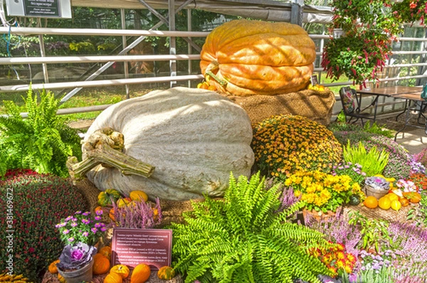 Obraz Two giant pumpkins.