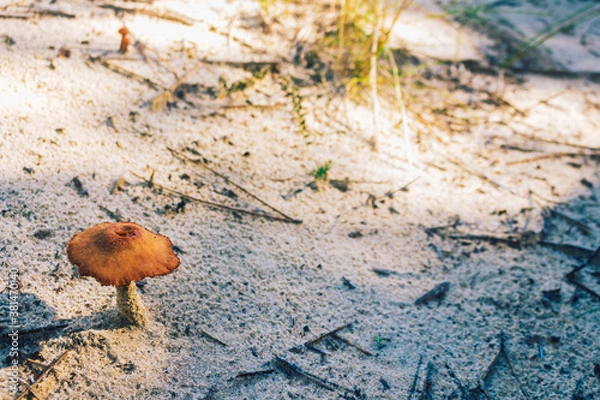 Fototapeta mushuroom forest