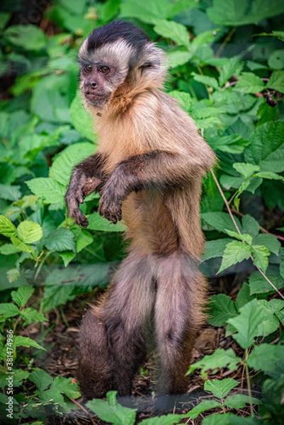Fototapeta Kapuziner Affe