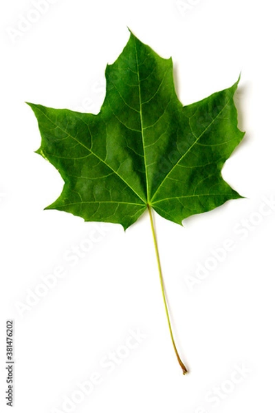Obraz green maple leaf isolated on a white background