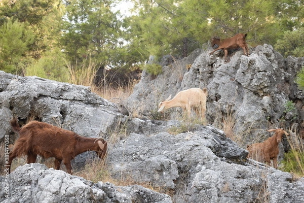 Obraz Горные козлы