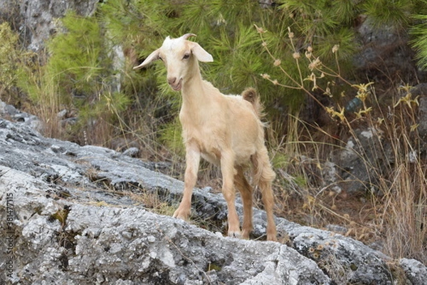 Obraz Горная коза