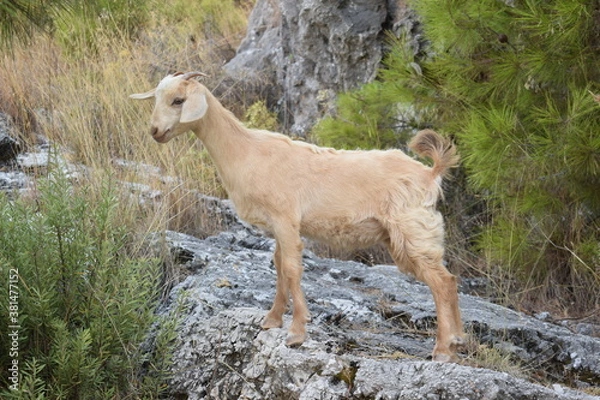 Obraz Горная коза