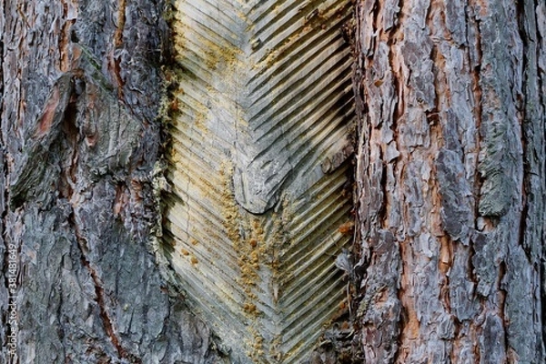 Fototapeta Notches on the trunk of the pine where the bark of the tree was cut off for the extraction of resin. Rough, symmetrical brown wood structure. Russia.