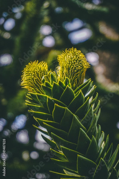 Fototapeta Monkey Puzzle Flower