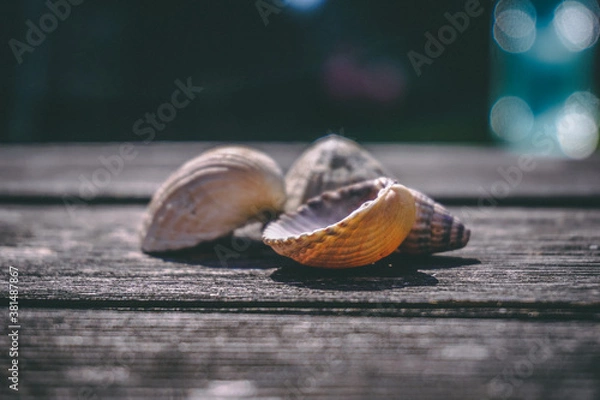 Fototapeta Shells on Timber