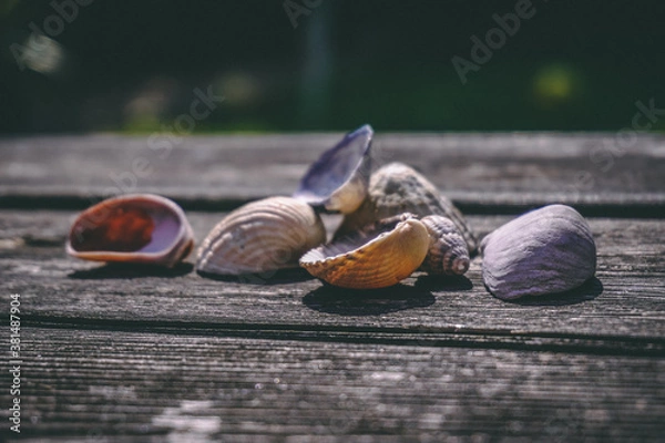 Fototapeta Bundle of Shells on Decking