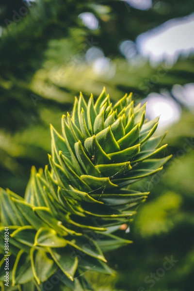 Fototapeta Monkey Puzzle Branch
