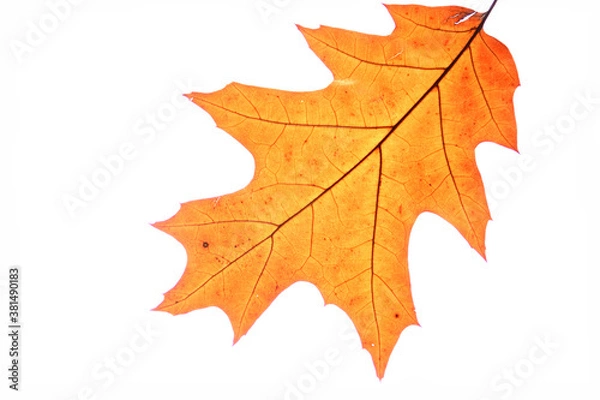 Obraz Jesienne liście