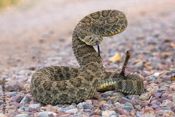 Obraz Prairie Rattlesnake Coiled