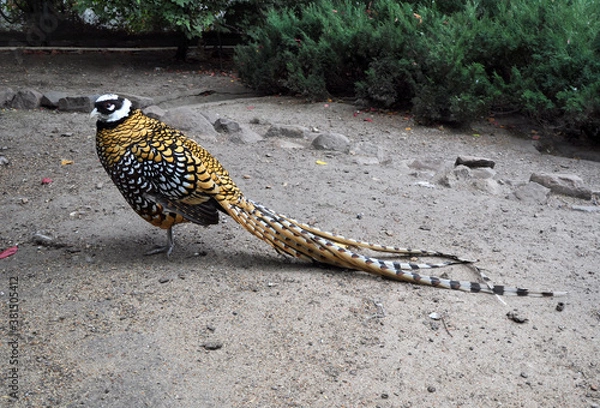Fototapeta Reeves's pheasant