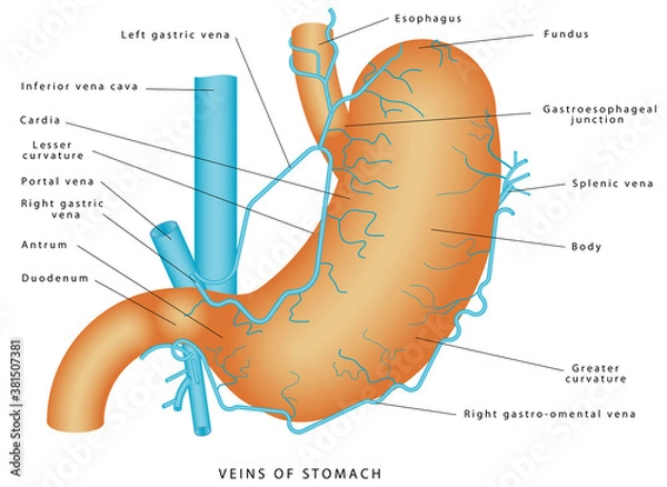 Fototapeta Veins of stomach. Stomach - Blood supply & venous drainage of stomach. Short gastric vein. Veins drain into portal circulation. Structure and function of Stomach Anatomy system