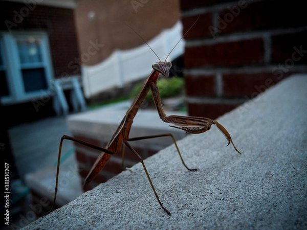 Obraz Praying Mantis, Bronx NY