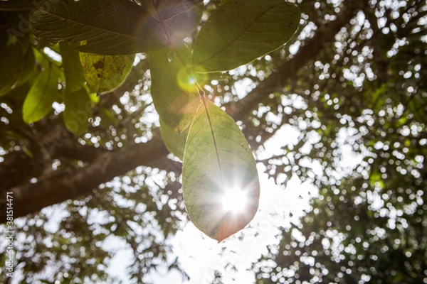 Obraz flare on a tree