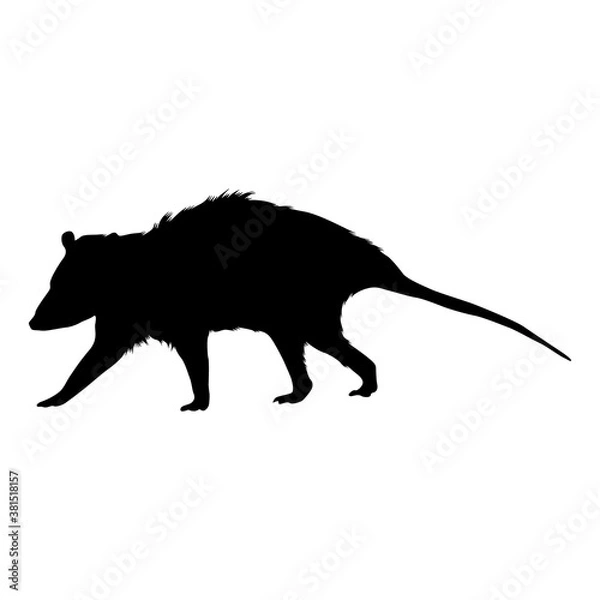Fototapeta Walking Possum Silhouette. Good To Use For Element Print Book, Animal Book and Animal Content