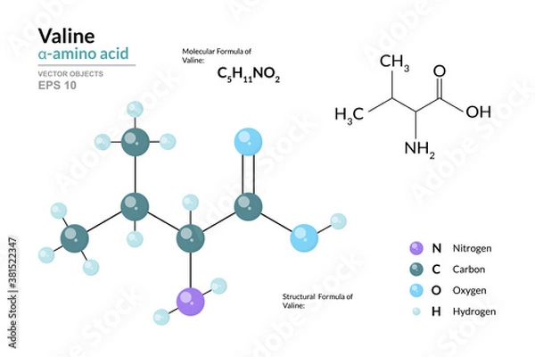 Fototapeta Valine. Val C5H11NO2. α-Amino Acid. Structural Chemical Formula and Molecule 3d Model. Atoms with Color Coding. Vector Illustration