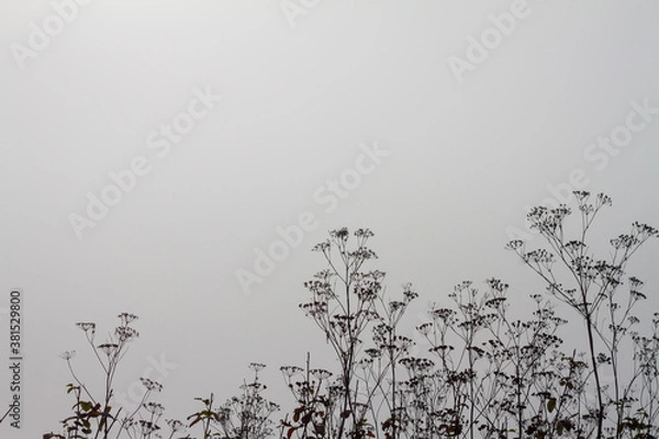 Obraz black and white background