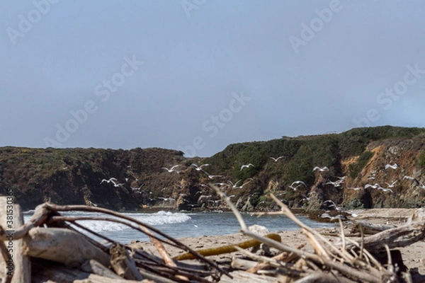 Obraz birds on the beach