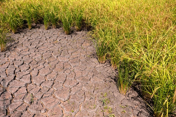 Obraz 稲刈り直前の田んぼ、8月・千葉、日本