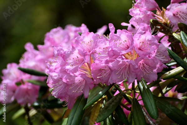 Obraz アズマシャクナゲ ピンクの花アップ