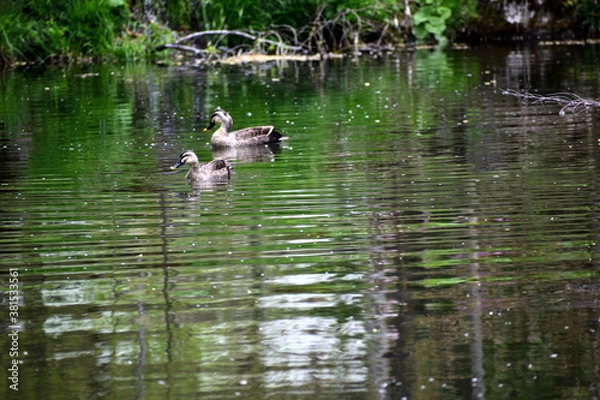 Fototapeta 池を泳ぐカルガモ