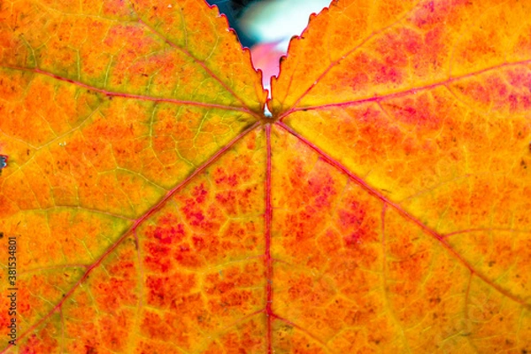 Fototapeta Autumn maple leave detail