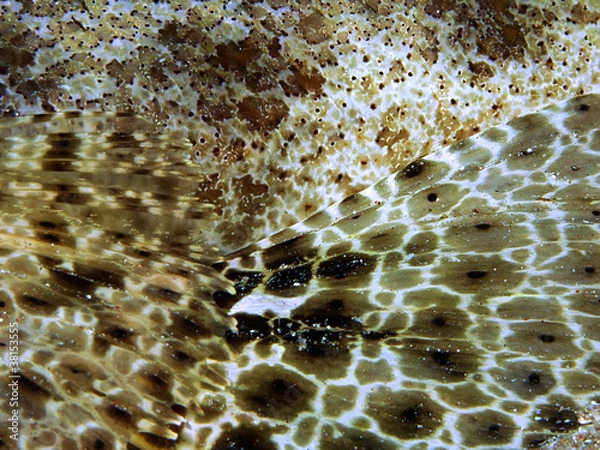 Fototapeta indian ocean crocodilefish (papilloculiceps longiceps) texture