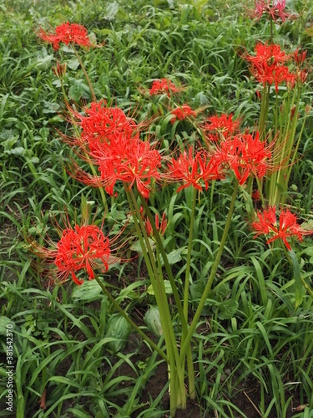 Fototapeta 道端のヒガンバナ