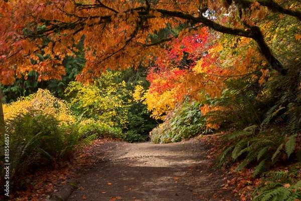 Obraz Lush, vibrant fall colors in Washington Park Arboretum in Seattle
