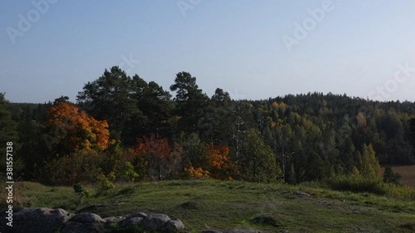 Obraz autumn in the forest