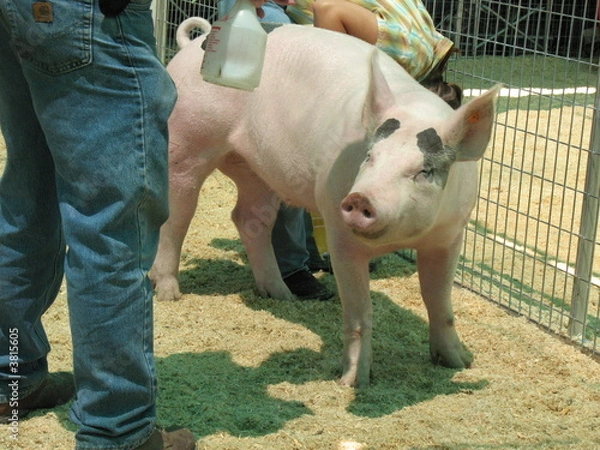 Fototapeta pig