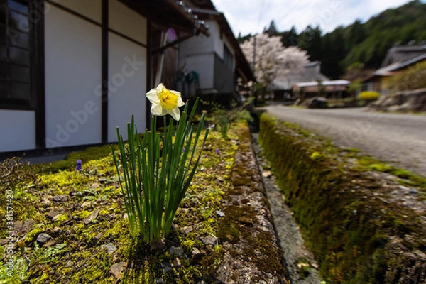 Fototapeta 桜が咲いている山村の水仙