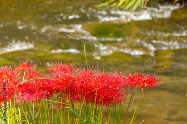 Fototapeta 綺麗な小川の傍で咲いている彼岸花