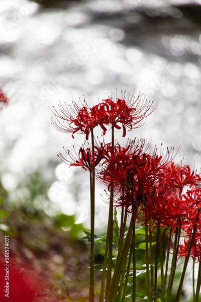 Obraz 彼岸花の群生と水面の煌き