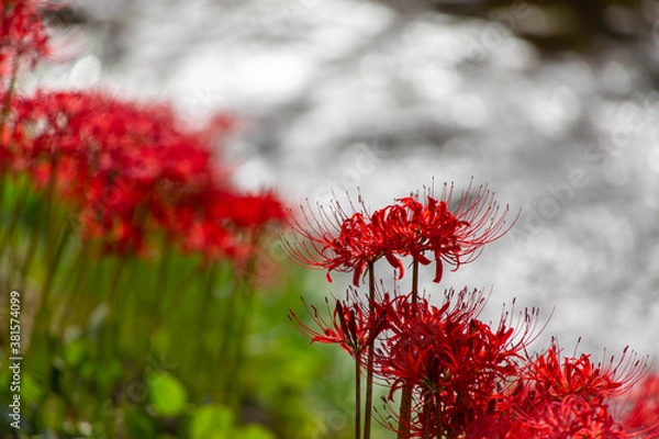 Obraz 彼岸花の群生と小川の煌き