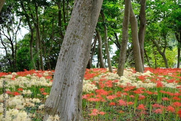 Obraz 日本の秋 彼岸花 お花 植物 お彼岸 赤 綺麗 秋分の日 9月 夏見緑地