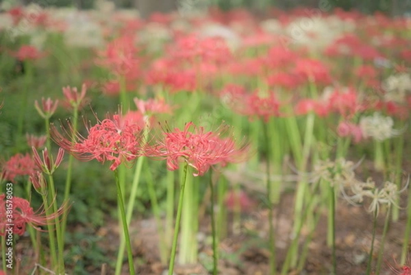 Obraz 日本の秋 彼岸花 お花 植物 お彼岸 赤 綺麗 秋分の日 9月 夏見緑地