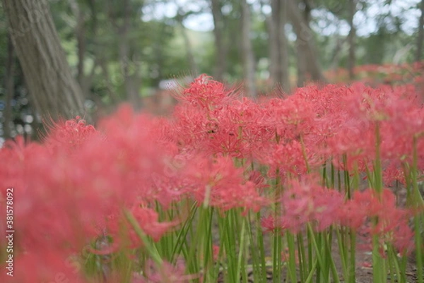 Obraz 日本の秋 彼岸花 お花 植物 お彼岸 赤 綺麗 秋分の日 9月 夏見緑地