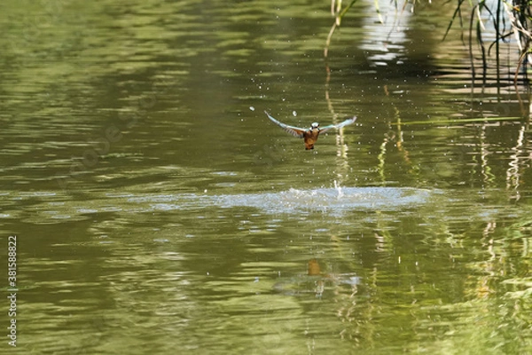 Fototapeta common kingfisher in flight