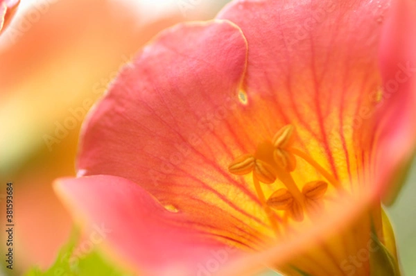 Obraz ノーゼンカズラ