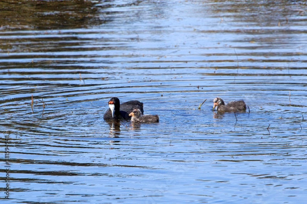 Fototapeta Coot with two babies 2